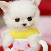 阳光可爱狗狗头像高清