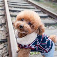 可爱狗狗头像情侣头像