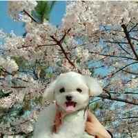 q版超可爱狗狗头像