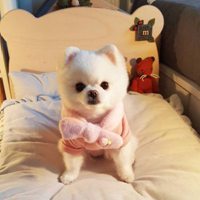 可爱狗狗头像可爱