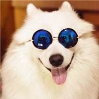 可爱狗狗头像个性网