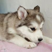 微信可爱狗狗头像一对