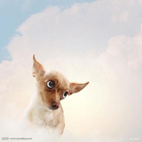 可爱狗头像一左一右