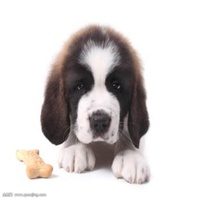 可爱狗狗头像高清