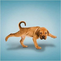 可爱狗狗头像个性签名