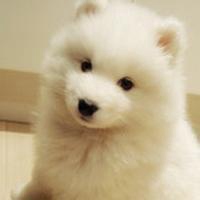 可爱狗狗头像个性网