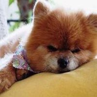 可爱狗头像高清大图