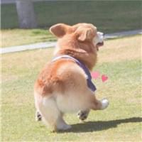 可爱狗头像高清大图