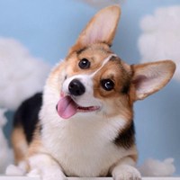 可爱狗狗头像加表情