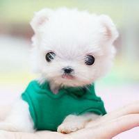 可爱狗狗头像二次元