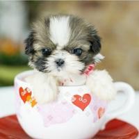 可爱狗狗头像图