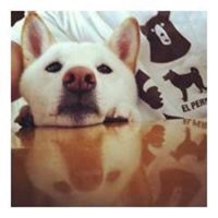 阳光可爱狗狗头像高清