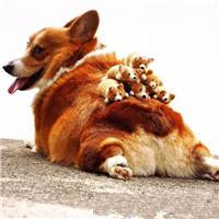 可爱狗狗头像高清