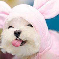 可爱狗头像漫画可爱