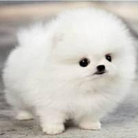 可爱狗头像漫画