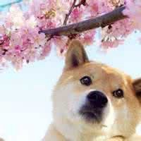 卡通斑点狗头像