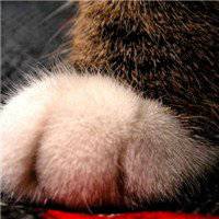 可爱少女抱猫头像 可爱少女抱猫头像