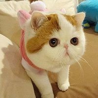 萌猫头像图片卡通可爱