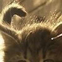 卡通猫头像可爱情侣头像可爱集