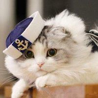 猫头像可爱动漫卡通