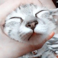 卡通可爱肥猫头像