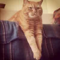 可爱动漫小猫头像简笔画