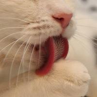 可爱卖萌猫头像图片