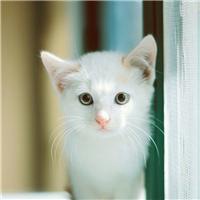 动漫可爱萌猫头像