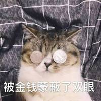 女生猫头像高冷