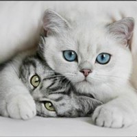 简约男生抱猫头像唯美