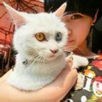 欧美男抱猫头像