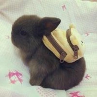 动漫男生抱着猫头像