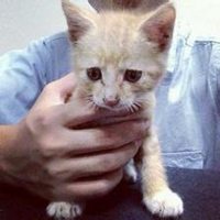 男生手抱猫头像图片