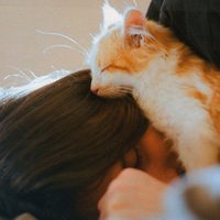 赵丽颖抱小猫头像图片