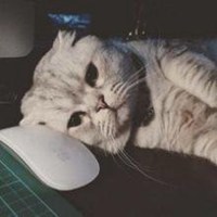 蓝衣女子抱白猫头像