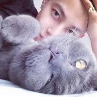 白衬衫纹身抱猫头像