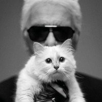 抱猫头像男生性格分析