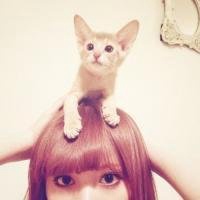 男躺着抱猫头像唯美