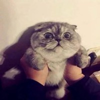 黑猫抱白猫头像