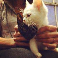 绅士抱猫头像男