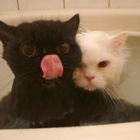 原宿风男抱猫头像欧美