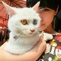 白衬衫抱猫头像