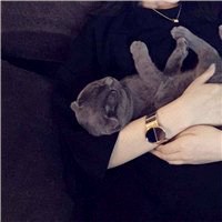 欧美范情侣抱猫头像