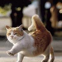 女生抱猫头像卡通图片