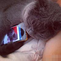 抱猫头像个性网