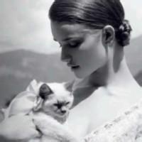 欧美男生抱英短猫头像