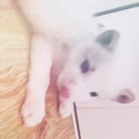 动漫男生抱着猫头像