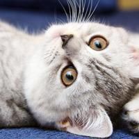 白衬衫抱猫头像