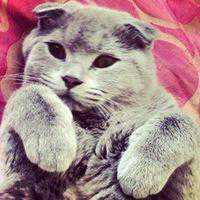 高颜值美女抱猫头像