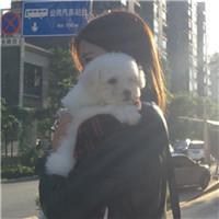 欧美范情侣抱猫头像